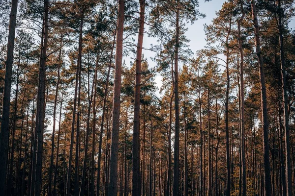 Uma Vista Baixo Ângulo Uma Bela Floresta Dia Ensolarado — Fotografia de Stock