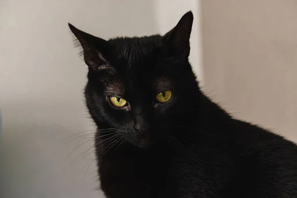 Крупним Планом Чорний Домашній Кіт — стокове фото