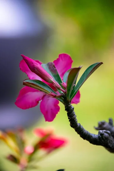 Eine Vertikale Nahaufnahme Einer Rosafarbenen Adenium Obesum Blume Vor Verschwommenem — Stockfoto