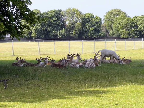 Les Cerfs Reposent Paissent Hampton Court Park Londres — Photo