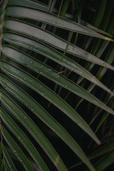 Een Verticaal Close Shot Van Bladeren Van Een Palmboom Met — Stockfoto