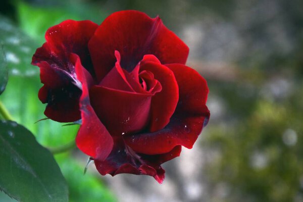 A beautiful view of a red rose in a garden at daytime