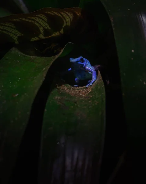 Penutup Vertikal Dari Katak Panah Beracun Biru Dendrobates Tinctorius — Stok Foto