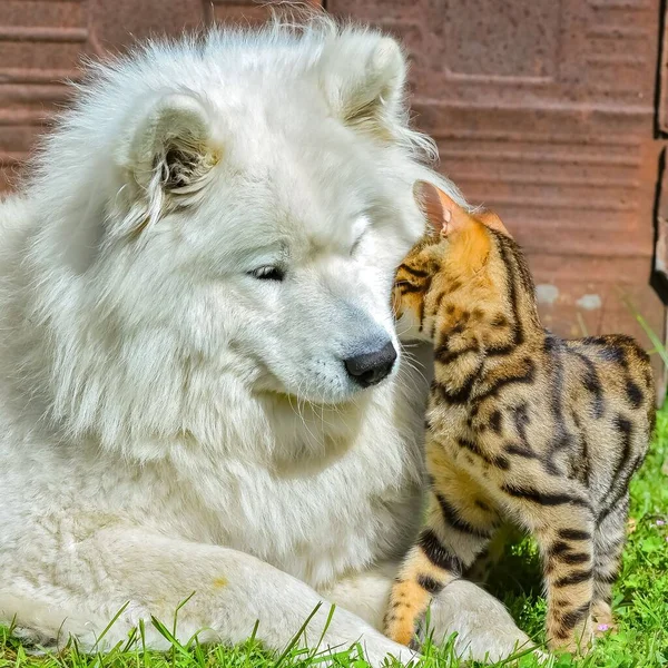 Samoyed Weißer Hund Und Bengalkatze Zusammen Freien Kuscheln Niedlich Ein — Stockfoto
