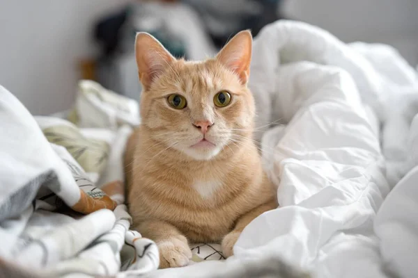 Nahaufnahme Einer Europäischen Katze Die Morgens Bett Verspielt Und Aufmerksam — Stockfoto
