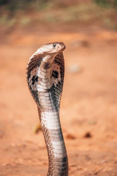 Vertical Shot Cobra Snake — Stock Photo, Image