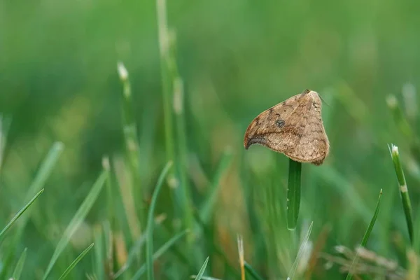 Closeup Brown Pebble Hook Tip Moth Drepana Falcataria Hanging Grass — Zdjęcie stockowe