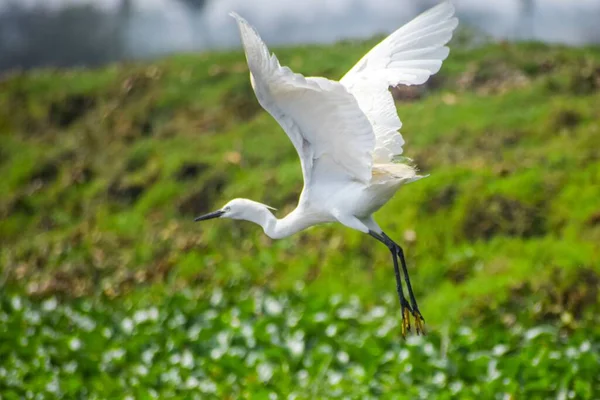 Havada uçan büyük bir balıkçıl balığının yakın çekimi.
