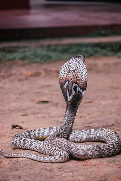 Вертикальный Снимок Змеи Кобры — стоковое фото