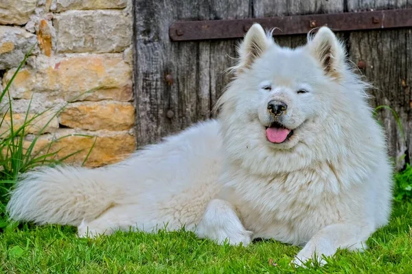 Samoyed Λευκό Σκυλί Δείχνει Γλώσσα Και Βρίσκεται Στο Πράσινο Γρασίδι — Φωτογραφία Αρχείου