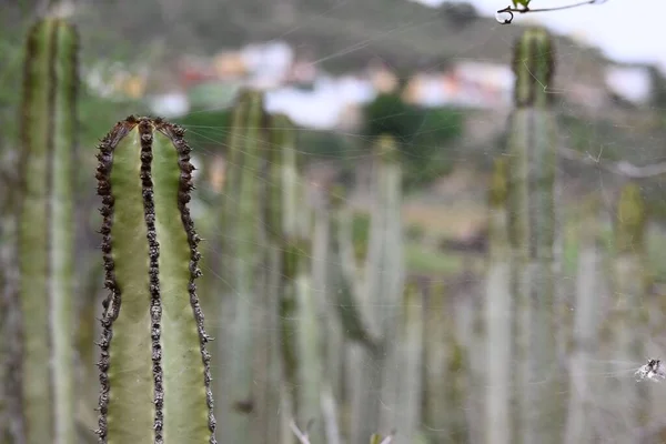 Kaktusz Gyönyörű Háttérrel Gran Canaria Szigeten — Stock Fotó