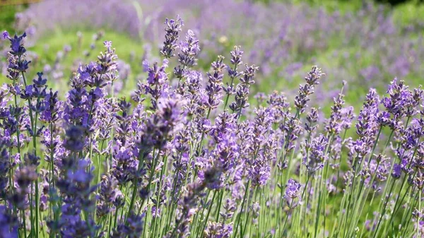 Abelhas Estão Trabalhando Campo Growing Lavender Flowers Tele Tiro Estático — Fotografia de Stock