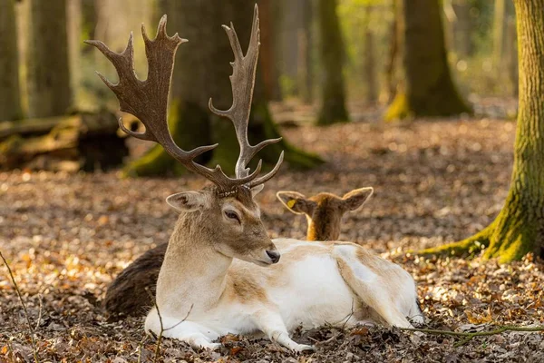 一头欧洲小鹿 大马鹿 的特写镜头 它躺在森林里的地面上 — 图库照片