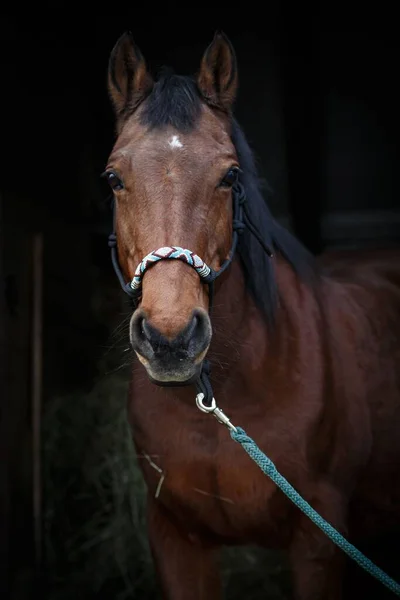 手作りのホルターで安定した入り口に茶色のサラブレッドの馬のクローズアップ — ストック写真