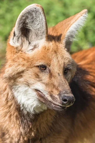Vista Perto Maned Wolf Chrysocyon Brachyurus — Fotografia de Stock