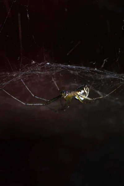 Içinde Kocaman Bir Örümceğin Yakın Plan Fotoğrafı — Stok fotoğraf