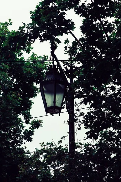 Disparo Vertical Una Farola Parque Rodeado Árboles Día Sombrío — Foto de Stock