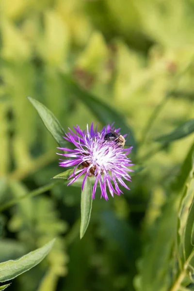 Bijen Zoek Naar Nectar Een Paarse Wilde Bloem Sutton Quebec — Stockfoto