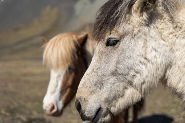 冰岛斯奈弗勒斯半岛 一匹冰岛白马与一匹棕色马相邻的特写镜头 — 图库照片