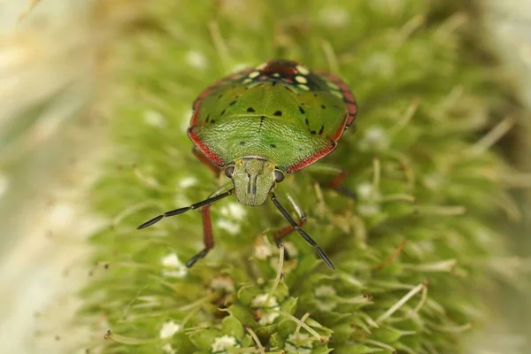 Closeup Colorful Green Pink Nymph Instar Southern Green Stink Bug — Photo