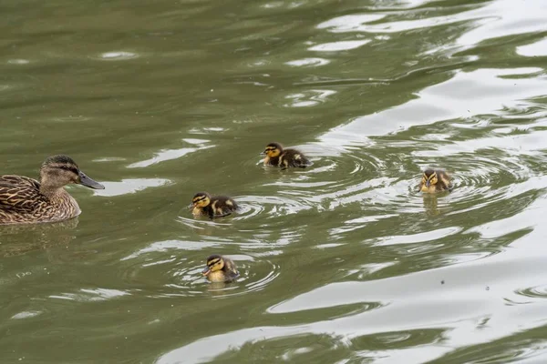 Eine Niedliche Entenfamilie Schwimmt Einem Grünen See Mit Einer Stockente — Stockfoto