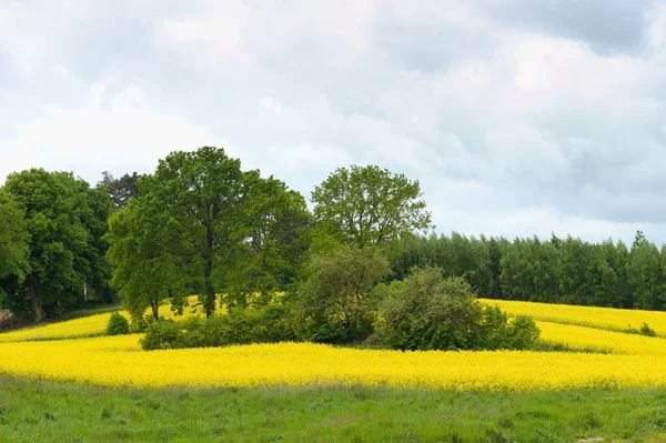 Een Landschap Shot Van Bloeiende Koolzaad Bomen Een Zonnige Voorjaar — Stockfoto