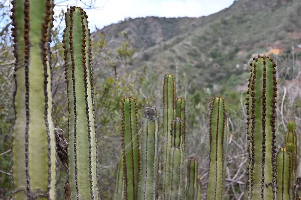 Kaktus Mit Wunderschönem Hintergrund Auf Gran Canaria — Stockfoto