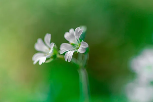 Focus Selettivo Piccoli Fiori Selvatici Bianchi — Foto Stock