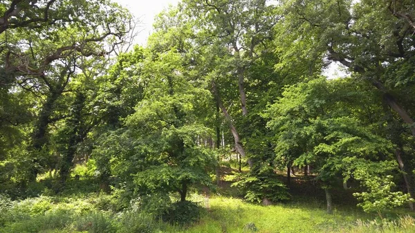 Árbol Parque Haya Común Verano Noszvaj Hungría —  Fotos de Stock