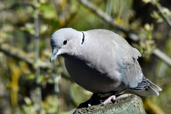 A closeup view of a Eurasian collared dove sitting on stump in park under sunlight