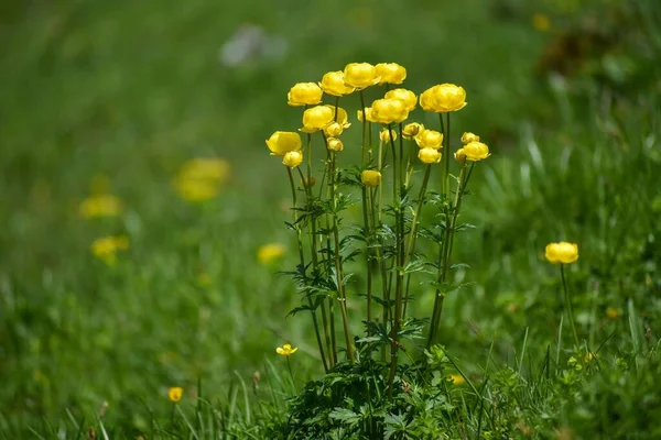 Ομάδα Όμορφων Κίτρινων Globeflower Trollius Europaeus Ένα Ορεινό Λιβάδι Στις — Φωτογραφία Αρχείου