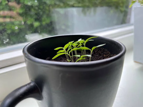 A closeup of a coffee mug with tomato plants on a window sill