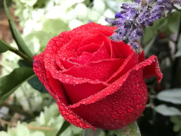 Close Uma Rosa Vermelha Com Gotas Chuva — Fotografia de Stock