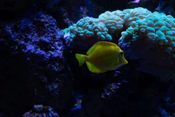 在珊瑚附近游泳的一条黄色小鱼的特写镜头 — 图库照片