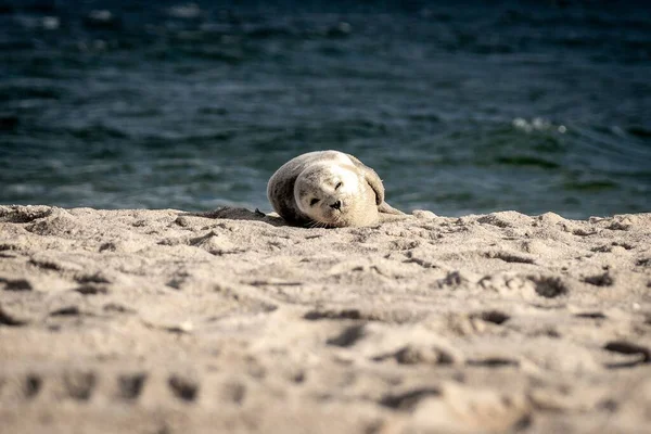 Roztomilé Dítě Tuleně Písečné Pláži Sylt — Stock fotografie