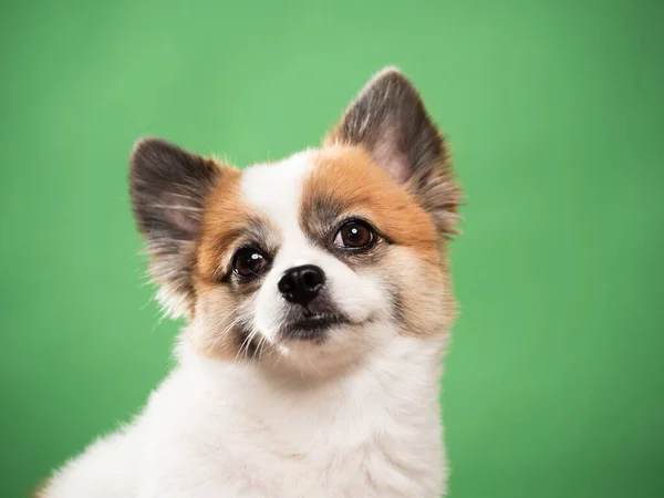 Retrato Filhote Fofo Bonito Spitz Pomerano Pequeno Cão Sorridente Deitado — Fotografia de Stock