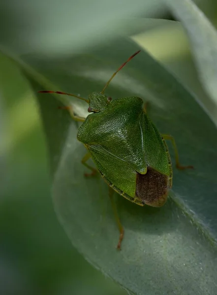 Green Bug Leaf Garden — Stock Photo, Image