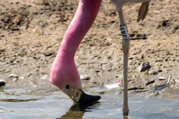 Tiro Close Flamingo Rosa Bebendo Uma Piscina Água Tempo Ensolarado — Fotografia de Stock