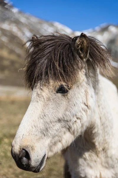 Retrato Cavalo Islandês Branco Península Snaefellsnes — Fotografia de Stock