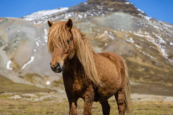 Retrato Cavalo Islandês Marrom Península Snaefellsnes — Fotografia de Stock