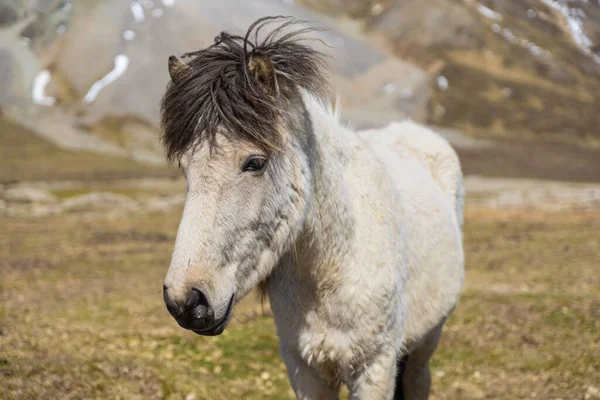 Porträt Eines Weißen Islandpferdes Auf Der Halbinsel Snaefellsnes — Stockfoto