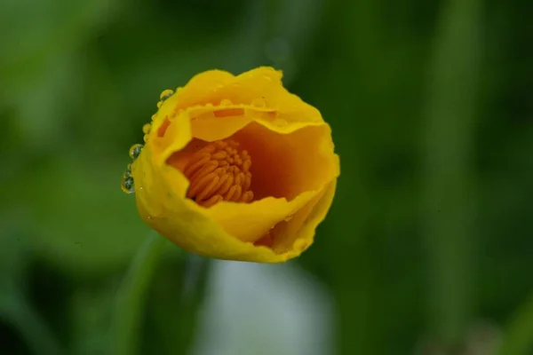 一张特写的照片 是美丽的郁金香芽 上面有水滴 在花园里盛开 — 图库照片