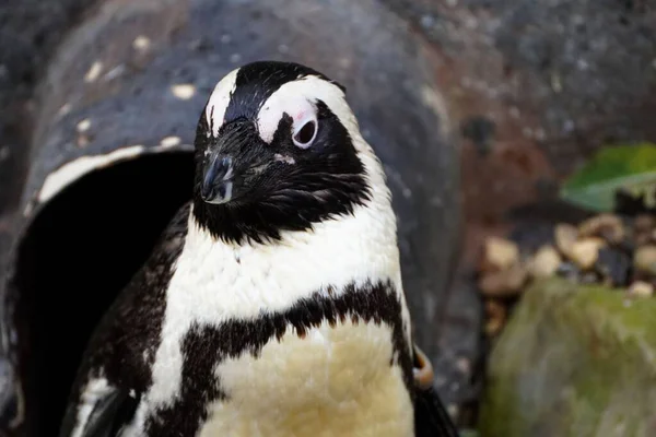 Primer Plano Pingüino Africano Mirando Alrededor Después Emerger Nido —  Fotos de Stock