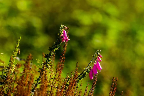 Eine Heideblume Die Einem Garten Wächst — Stockfoto