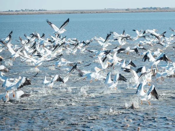 Mehrere Amerikanische Pelikane Auf Einem See — Stockfoto