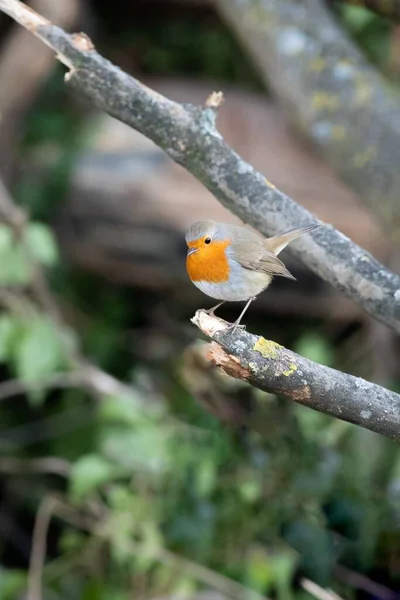 特写欧洲知更鸟的特写镜头 栖息在树枝上 — 图库照片