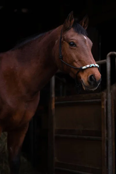 Een Close Shot Van Een Bruin Volbloed Paard Ingang Van — Stockfoto
