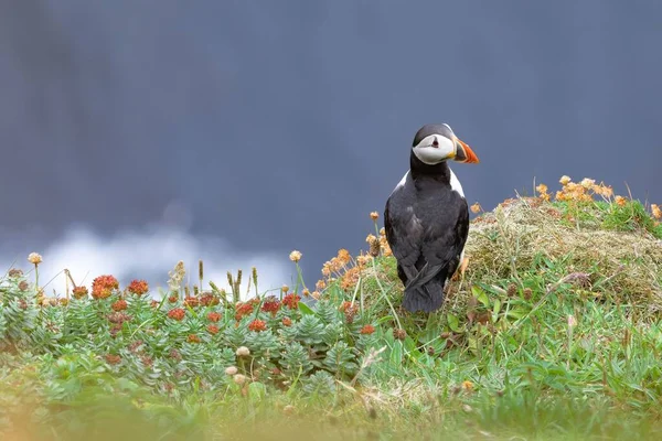 Único Puffin Sentado Beira Uma Terra Esperando Por Sua Comida — Fotografia de Stock