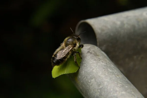 Gros Plan Une Abeille Sur Une Feuille Verte — Photo