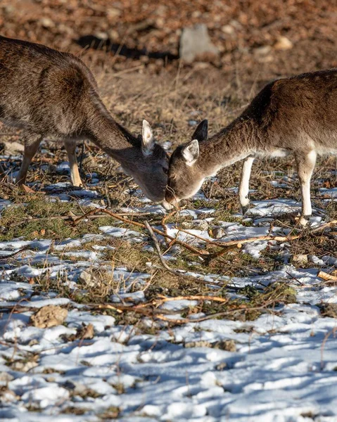 Eine Nahaufnahme Von Kleinen Hirschen Die Auf Einem Verschneiten Feld — Stockfoto